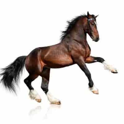 Horsetipz logo