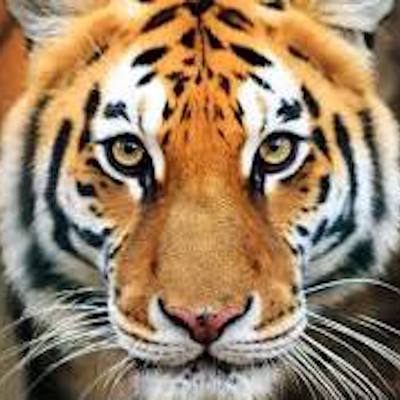 tigerbets logo