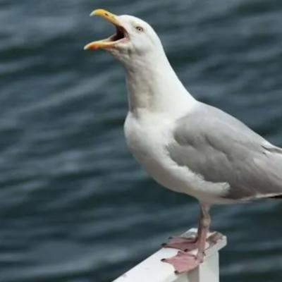TOM SEAGULL logo